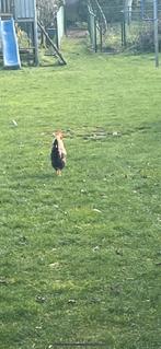 Coq poule, Juillet, Mâle