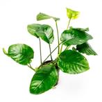 Anubias barteri “Wrinkle Leaf”, Enlèvement ou Envoi, Neuf, Plante(s), Pierre ou Bois