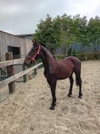 Friese jaarling hengst, Minder dan 160 cm, Hengst, Onbeleerd, Recreatiepaard