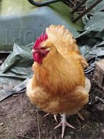Orpington kip - haan kleur : Buff, Animaux & Accessoires, Poule ou poulet, Mâle