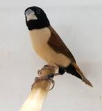 Prachtnonnen , lonchura spectabilis, Dieren en Toebehoren, Vogels | Overige Vogels, Geringd