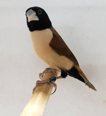 Belles religieuses, lonchura spectabilis, Bagué
