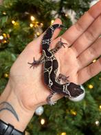 Black night mack snow luipaardgekko vrouw, Dieren en Toebehoren, Hagedis, Tam, 0 tot 2 jaar
