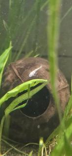 Ancistrussen snow white babies, Dieren en Toebehoren, Vissen | Aquariumvissen, Vis, Zoetwatervis