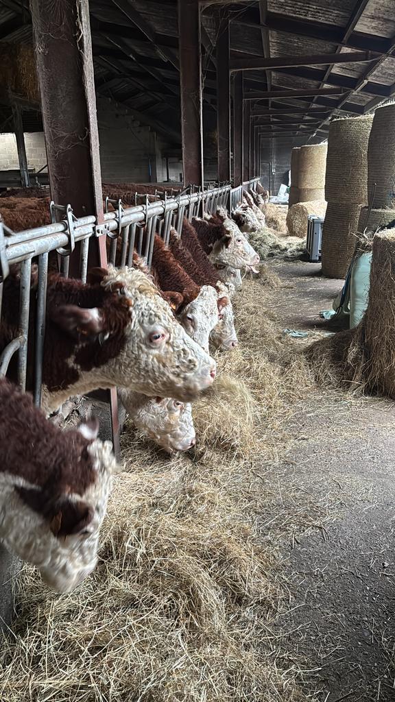 Hereford runderen, Dieren en Toebehoren, Runderen, Geslacht onbekend