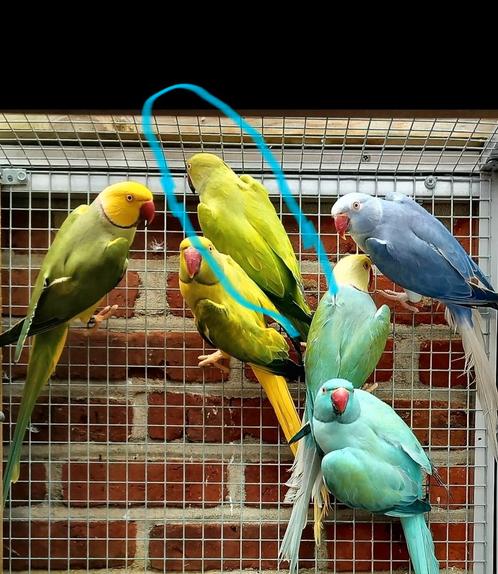 Halsbandparkiet opaline/ct/blauw man van 2023 kweekrijp, Dieren en Toebehoren, Vogels | Parkieten en Papegaaien, Parkiet
