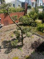 Bonsai (zelf te verplanten), Tuin en Terras, Struik, Ophalen, 100 tot 250 cm