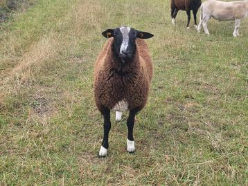 Zwartbles schapen bok  beschikbaar voor biedingen