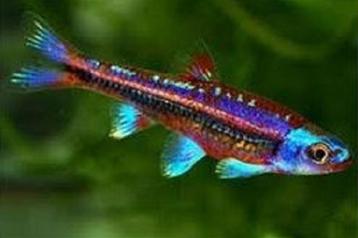 Notropis Chrosomus - regenboogwinde beschikbaar voor biedingen