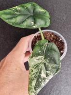 Alocasia Dragon Scale Variegata, Huis en Inrichting, Ophalen of Verzenden