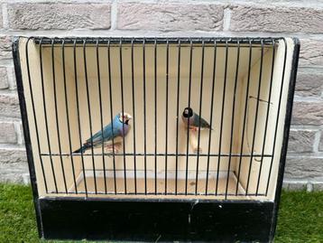 Koppel blauwe gouldamadines / goulds te koop 4, Oiseau tropical