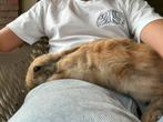 Dwerg konijn mannetje, Dieren en Toebehoren, Konijnen, Mannelijk, Dwerg, 0 tot 2 jaar