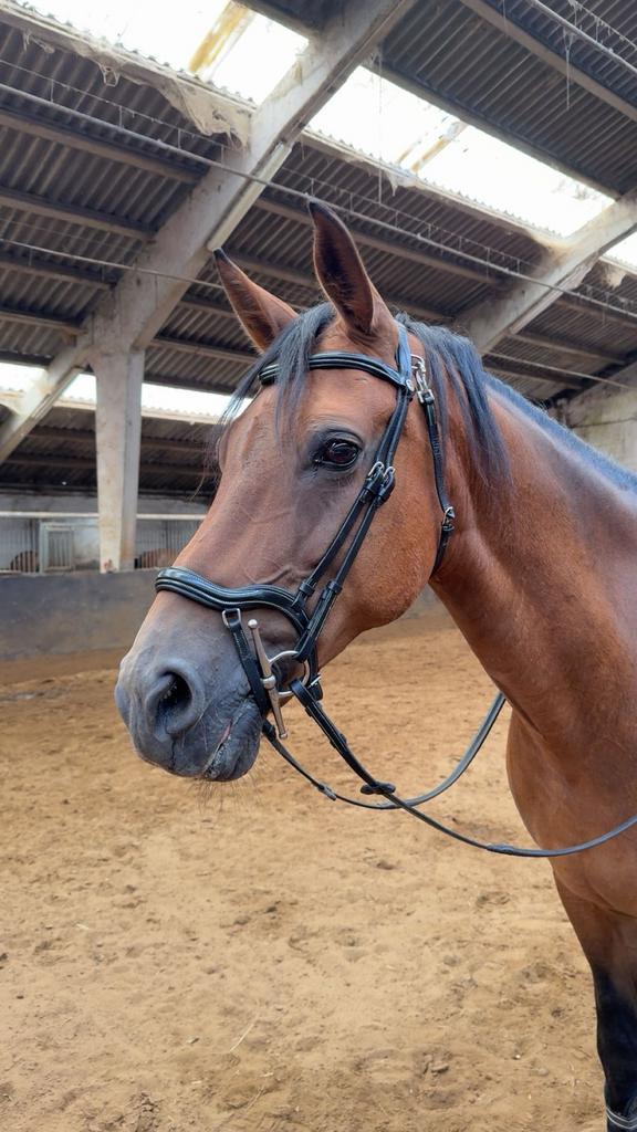 Halve stal, Dieren en Toebehoren, Paarden, Merrie, Zadelmak, Minder dan 160 cm, 11 jaar of ouder, Recreatiepaard, Met stamboom