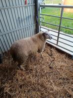 Schapen, Dieren en Toebehoren, Schapen, Geiten en Varkens