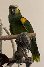 Blauwvoorhooft amazone papagaai, Dieren en Toebehoren, Vogels | Parkieten en Papegaaien, Mannelijk, Papegaai, Pratend