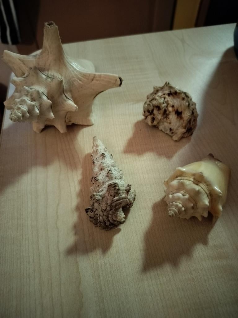 Lot de 5 coquillages, Enlèvement ou Envoi, Coquillage(s)