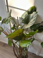 Homalomena kamerplant, Enlèvement