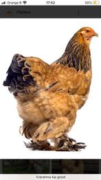 Gezocht brahma columbia buff zwart hennen, Dieren en Toebehoren, Pluimvee
