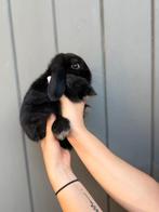 Minilops te koop, Dieren en Toebehoren, Konijnen, Meerdere dieren, Dwerg, Hangoor, 0 tot 2 jaar
