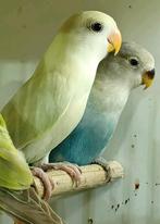 2 Jonge rosseicollis, Dieren en Toebehoren, Vogels | Parkieten en Papegaaien, Geslacht onbekend, Dwergpapegaai of Agapornis, Geringd