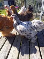 Sierkippen beschikbaar dit weekend, Dieren en Toebehoren, Pluimvee