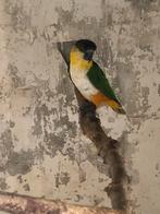 Zwartkop caique man, Ophalen