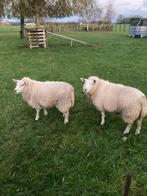 2 ooi lammers te koop!, Dieren en Toebehoren