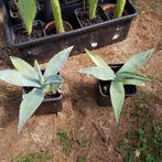 Agave, Ophalen