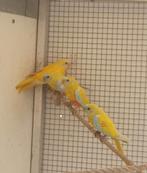 4 turquoisine parkiet mannen 2025, Animaux & Accessoires, Mâle, Perruche, Bagué