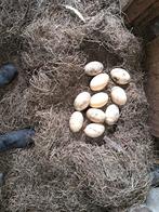 Koppel nandoes, Dieren en Toebehoren, Pluimvee