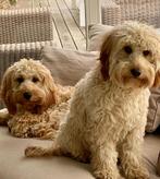 Cockapoo pups, Dieren en Toebehoren, Honden | Niet-rashonden, CDV (hondenziekte), Meerdere, 8 tot 15 weken, Meerdere dieren