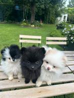 Superbes mini-pomérians (tête d'ours), Animaux & Accessoires, Chiens | Huskys, Loulous & Types primitifs, Particulier, Loulou
