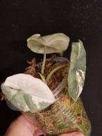 Alocasia Melo Albo, Maison & Meubles, Plantes d'intérieur, Enlèvement ou Envoi