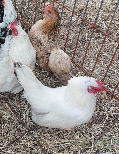 Serama hennen 2024, Dieren en Toebehoren, Pluimvee