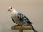Bonte diamantduifjes, Dieren en Toebehoren