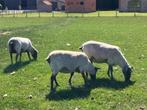 3 schapen (Bleu de Maine ooien) te koop, Dieren en Toebehoren, Vrouwelijk, Schaap, 0 tot 2 jaar
