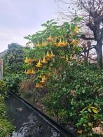 Brugmansia, Tuin en Terras, Planten | Tuinplanten, Ophalen