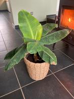 Bananenplant musa acuminata, Ophalen
