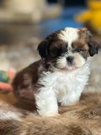 Lhasa apso pups, Dieren en Toebehoren, België, Overige rassen, CDV (hondenziekte), 8 tot 15 weken