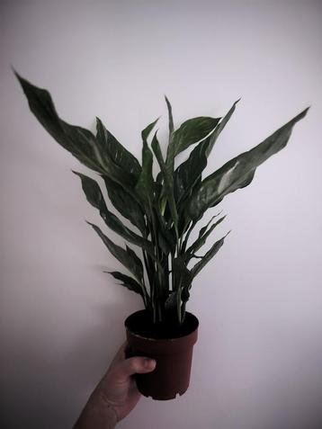 Spathiphyllum Diamond variegated  beschikbaar voor biedingen
