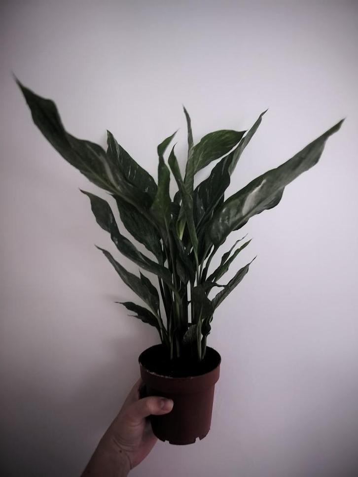 Spathiphyllum Diamond variegated, Huis en Inrichting, Kamerplanten, Overige soorten, Minder dan 100 cm, In pot, Ophalen of Verzenden