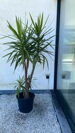 Yucca, Ophalen, Yucca
