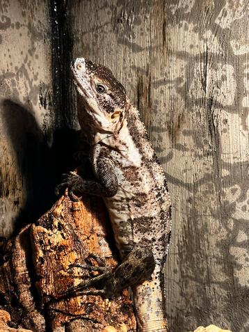 1.1 Ctenosaura Pectinata Pied (HIGH WHITE), Lézard, 0 à 2 ans