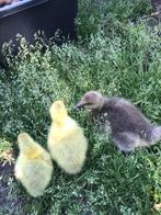 Hanen,kippen opvand, Dieren en Toebehoren, Kalkoen