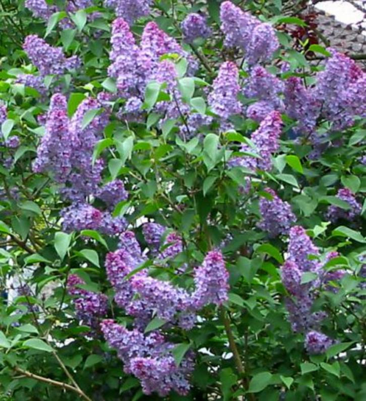 Seringen - Syringa vulgaris (lila), Tuin en Terras, Planten | Tuinplanten, Ophalen