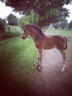veulen, Dieren en Toebehoren, Paarden, Minder dan 160 cm, Niet van toepassing, Hengst, Recreatiepaard
