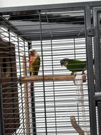 Couple de conure, Vrouwelijk
