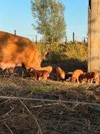 Biggen 4x, Dieren en Toebehoren, Varken