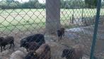 Zwarte Ouessant lammetjes, Dieren en Toebehoren, Schapen, Geiten en Varkens