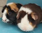 2 jonge US Teddy cavia's, Dieren en Toebehoren, Knaagdieren, Maart, Vrouwelijk, Cavia